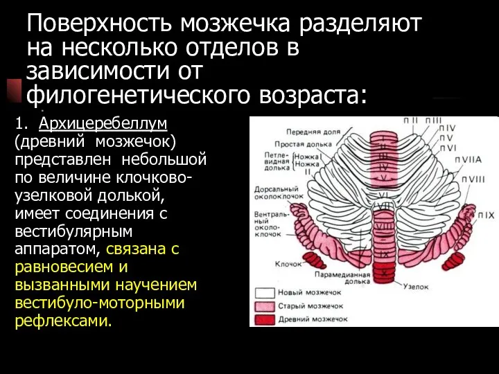 Поверхность мозжечка разделяют на несколько отделов в зависимости от филогенетического возраста: 1.