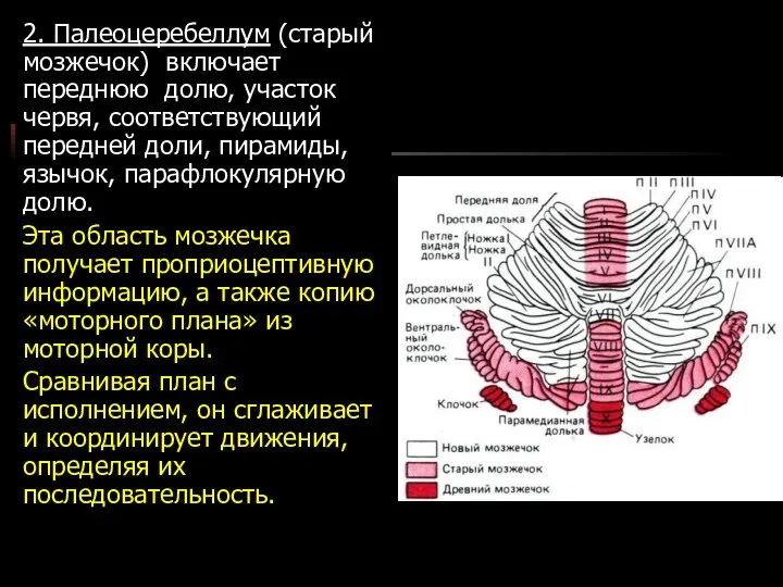 2. Палеоцеребеллум (старый мозжечок) включает переднюю долю, участок червя, соответствующий передней доли,