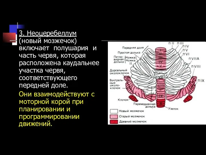 3. Неоцеребеллум (новый мозжечок) включает полушария и часть червя, которая расположена каудальнее