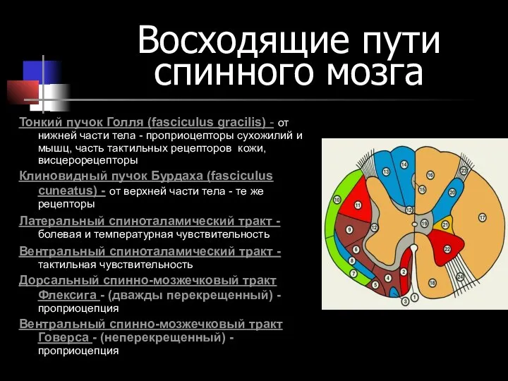 Восходящие пути спинного мозга Тонкий пучок Голля (fasciculus gracilis) - от нижней