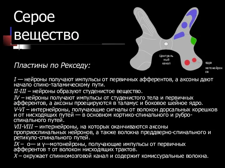 Серое вещество Пластины по Рекседу: I — нейроны получают импульсы от первичных