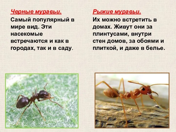 Черные муравьи. Самый популярный в мире вид. Эти насекомые встречаются и как