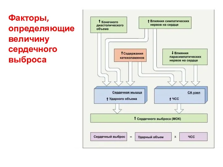 Факторы, определяющие величину сердечного выброса