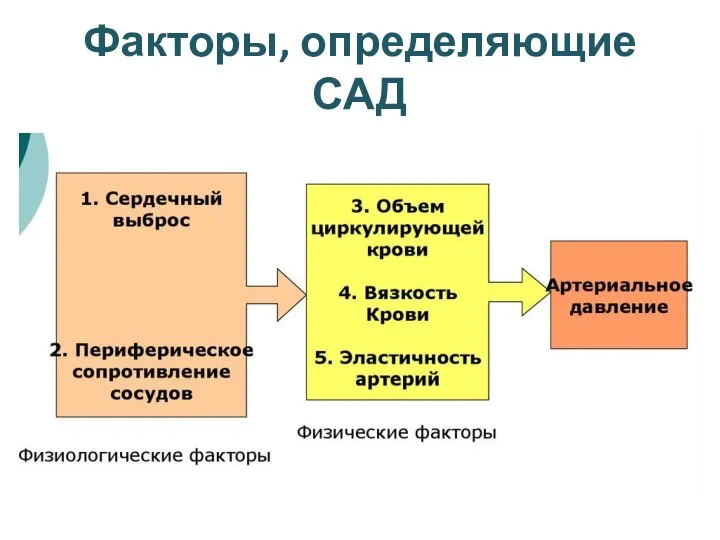 Факторы, определяющие САД