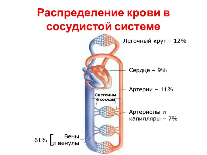 Распределение крови в сосудистой системе