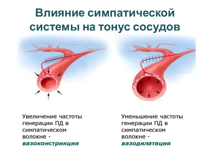 Влияние симпатической системы на тонус сосудов