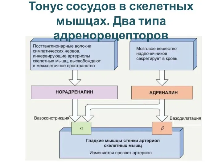 Тонус сосудов в скелетных мышцах. Два типа адренорецепторов