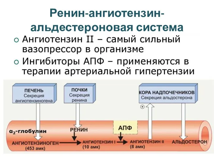 Ренин-ангиотензин-альдестероновая система