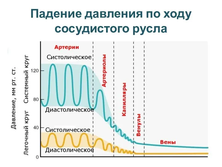 Падение давления по ходу сосудистого русла