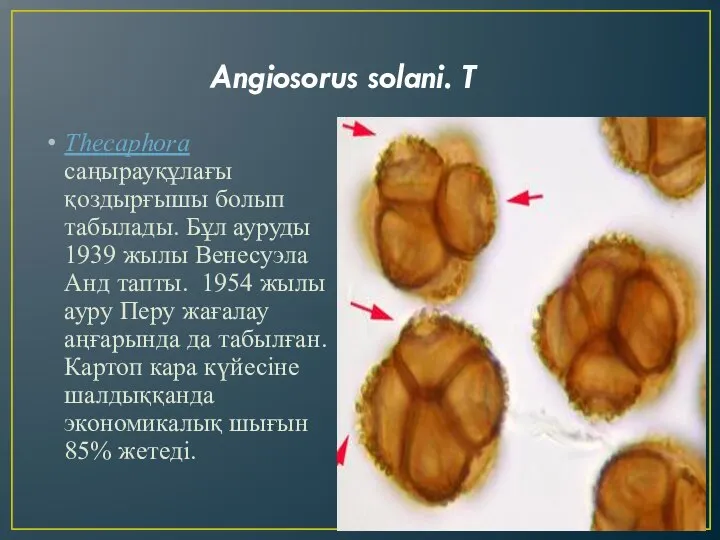 Angiosorus solani. T Thecaphora саңырауқұлағы қоздырғышы болып табылады. Бұл ауруды 1939 жылы