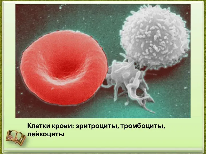 Клетки крови: эритроциты, тромбоциты, лейкоциты