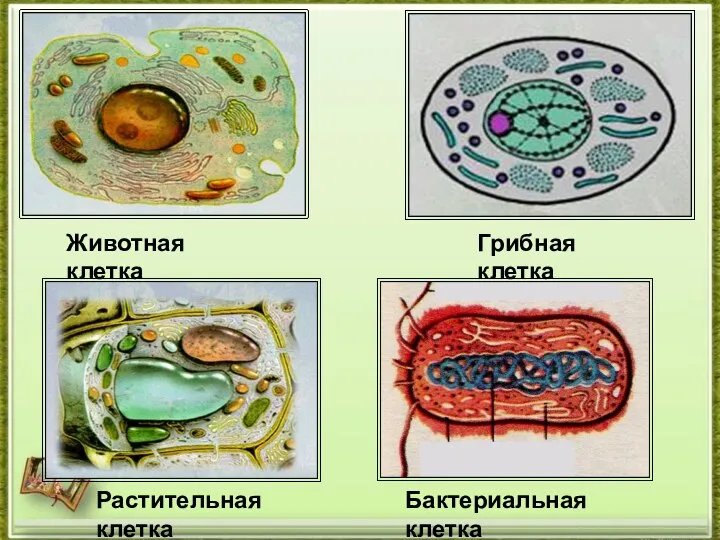 Животная клетка Грибная клетка Растительная клетка Бактериальная клетка