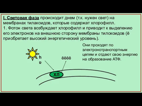 I. Световая фаза происходит днем (т.к. нужен свет) на мембранах тилакоидов, которые