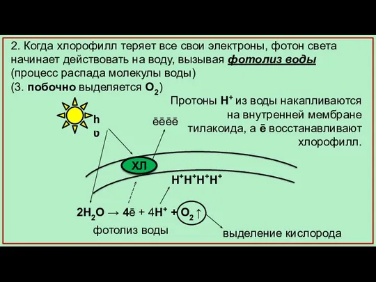 2. Когда хлорофилл теряет все свои электроны, фотон света начинает действовать на