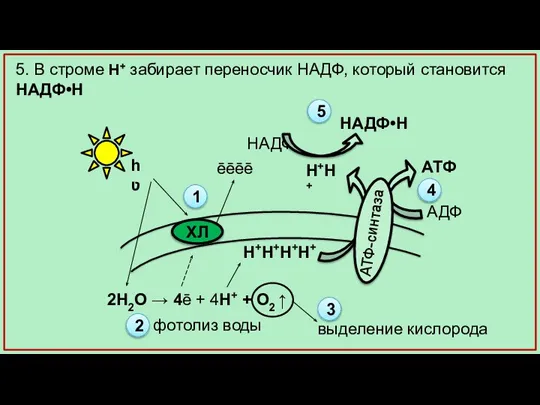 АТФ АДФ 5. В строме Н+ забирает переносчик НАДФ, который становится НАДФ•H