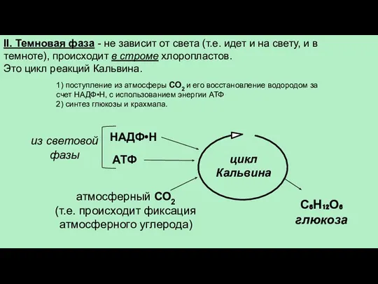 II. Темновая фаза - не зависит от света (т.е. идет и на