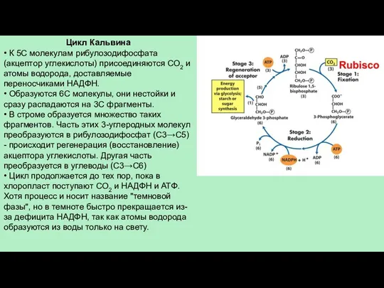 Цикл Кальвина • К 5С молекулам рибулозодифосфата (акцептор углекислоты) присоединяются СО2 и