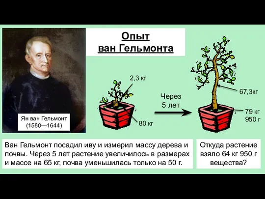 Опыт ван Гельмонта Ван Гельмонт посадил иву и измерил массу дерева и