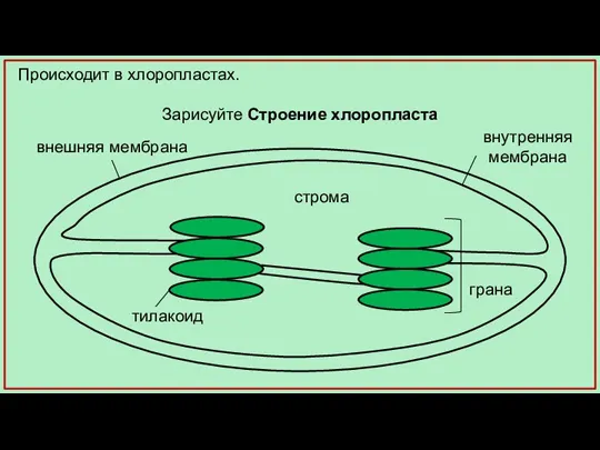 Происходит в хлоропластах. Зарисуйте Строение хлоропласта внешняя мембрана внутренняя мембрана строма грана тилакоид