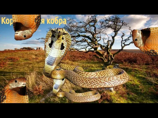 Королевская кобра