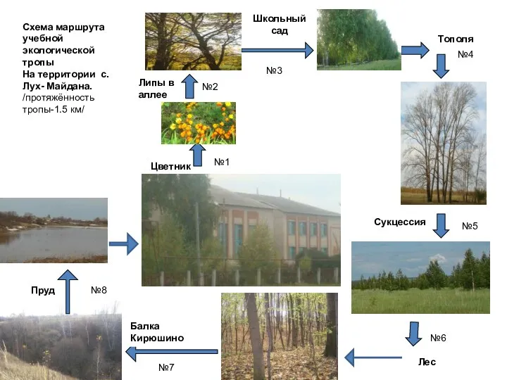 Цветник Липы в аллее Школьный сад Тополя Балка Кирюшино Пруд Сукцессия Лес