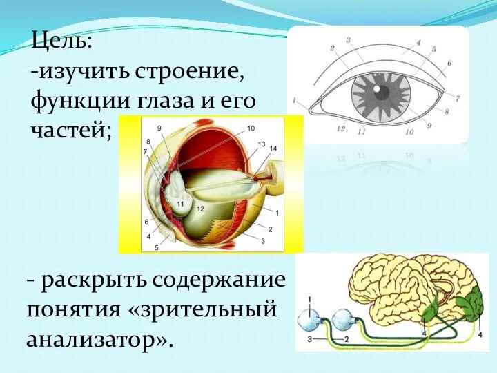 Цель: -изучить строение, функции глаза и его частей; - раскрыть содержание понятия «зрительный анализатор».