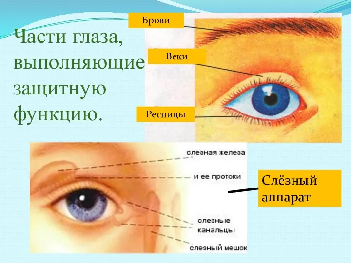 Части глаза, выполняющие защитную функцию. Брови Веки Ресницы Слёзный аппарат