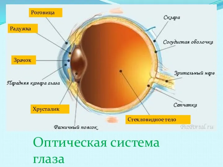 Оптическая система глаза Роговица Радужка Зрачок Хрусталик Стекловидное тело