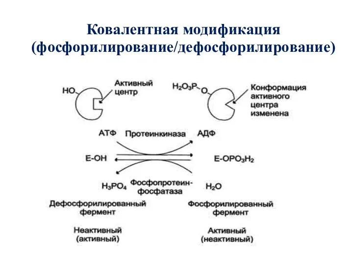 Ковалентная модификация (фосфорилирование/дефосфорилирование)