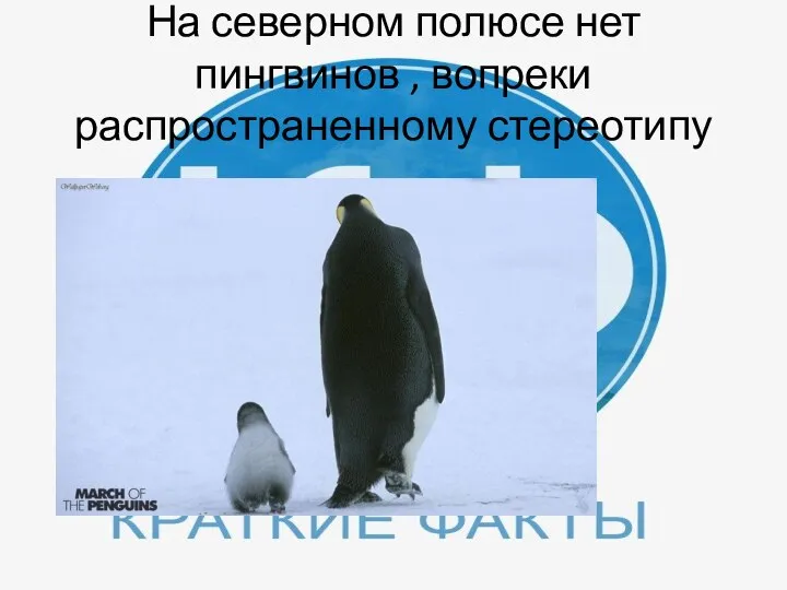 На северном полюсе нет пингвинов , вопреки распространенному стереотипу