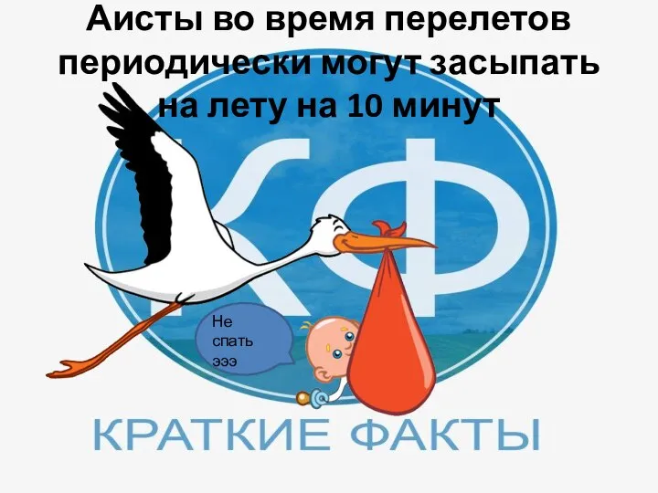 Аисты во время перелетов периодически могут засыпать на лету на 10 минут Не спать эээ