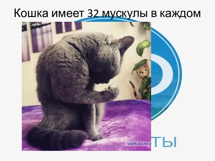 Кошка имеет 32 мускулы в каждом ухе