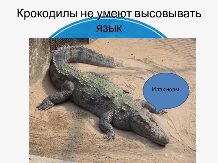 Крокодилы не умеют высовывать язык И так норм