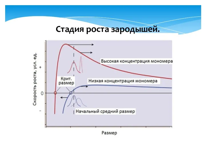 Стадия роста зародышей.