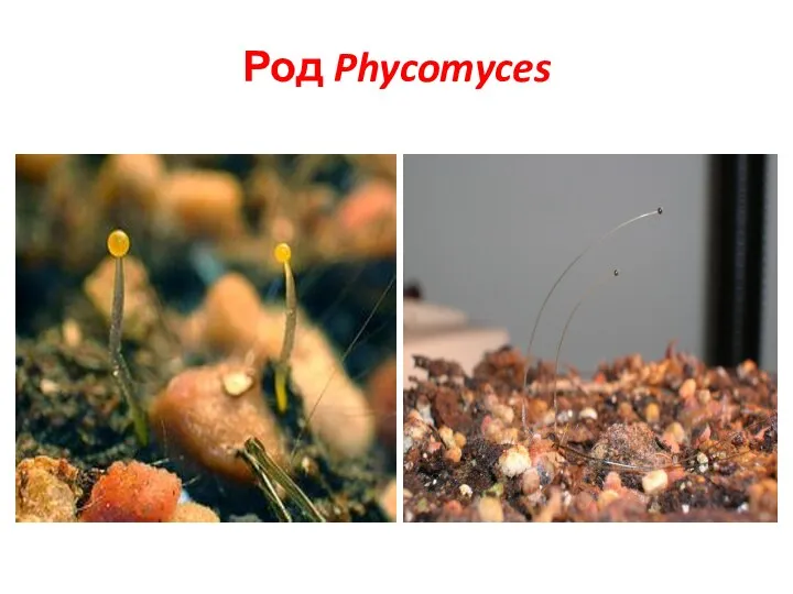 Род Phycomyces