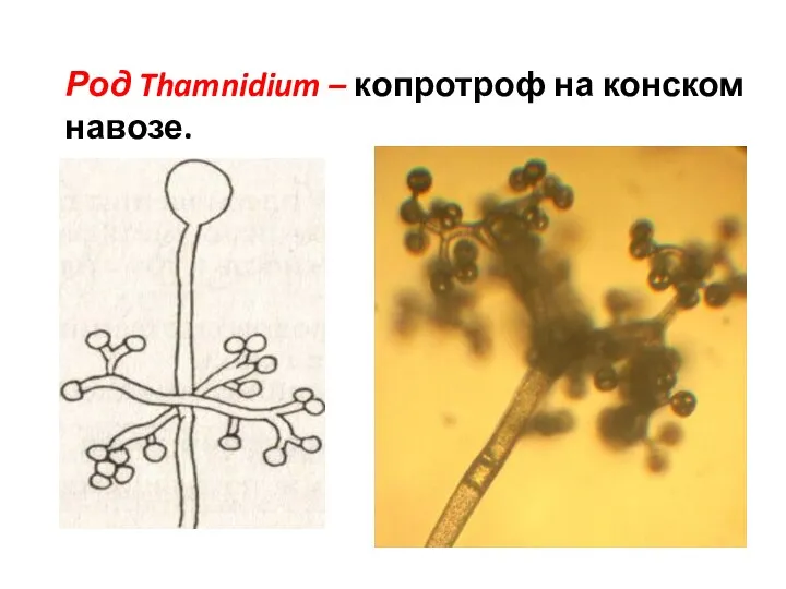 Род Thamnidium – копротроф на конском навозе.