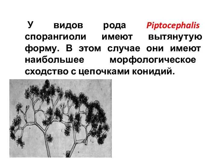 У видов рода Piptocephalis спорангиоли имеют вытянутую форму. В этом случае они