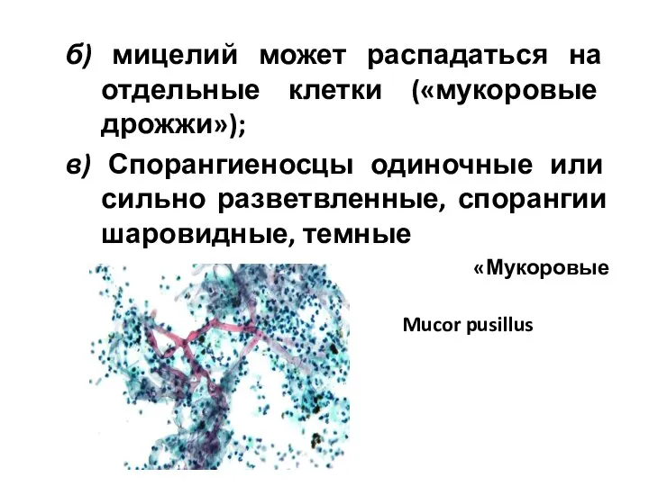 б) мицелий может распадаться на отдельные клетки («мукоровые дрожжи»); в) Спорангиеносцы одиночные