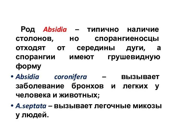 Род Absidia – типично наличие столонов, но спорангиеносцы отходят от середины дуги,