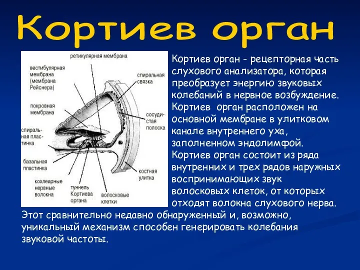 Кортиев орган Кортиев орган - рецепторная часть слухового анализатора, которая преобразует энергию