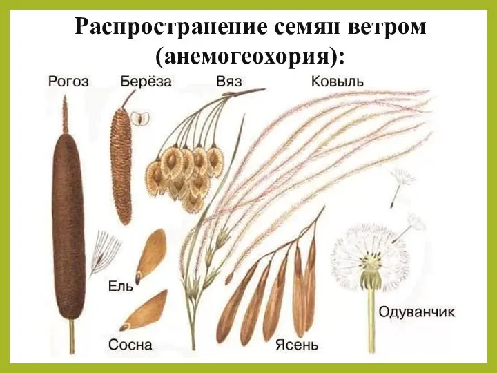 Распространение семян ветром (анемогеохория):