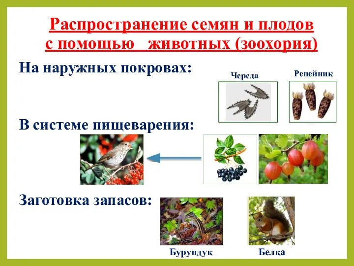 Распространение семян и плодов с помощью животных (зоохория) На наружных покровах: В