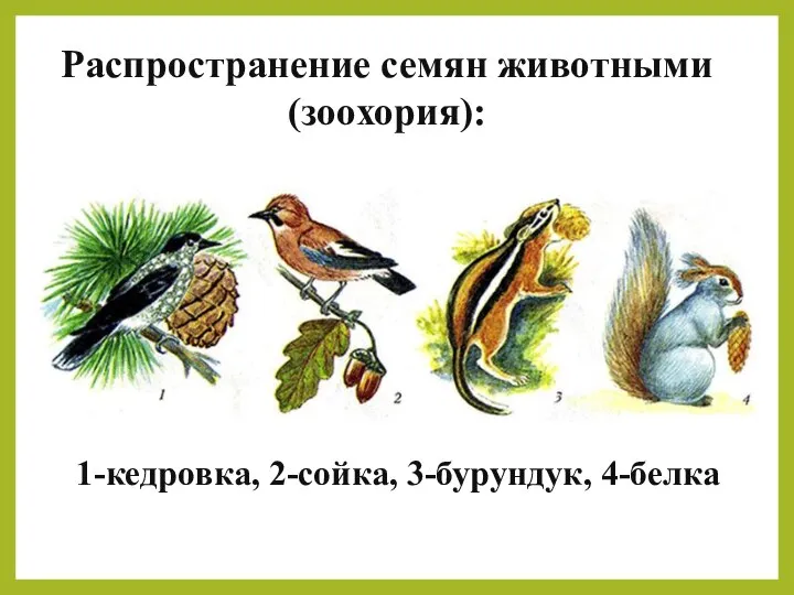 1-кедровка, 2-сойка, 3-бурундук, 4-белка Распространение семян животными (зоохория):