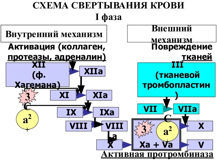 СХЕМА СВЕРТЫВАНИЯ КРОВИ I фаза Внутренний механизм Внешний механизм Активация (коллаген, протеазы,