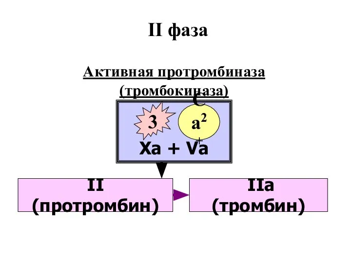 II фаза Xа + Vа 3 Са2+ Активная протромбиназа (тромбокиназа) IIа (тромбин) II (протромбин)