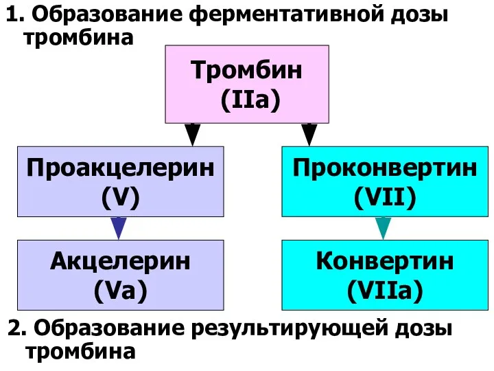 1. Образование ферментативной дозы тромбина Тромбин (IIа) Проакцелерин (V) Проконвертин (VII) Акцелерин