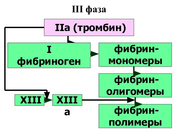 III фаза IIа (тромбин) фибрин- мономеры I фибриноген фибрин- олигомеры фибрин- полимеры XIII XIIIа