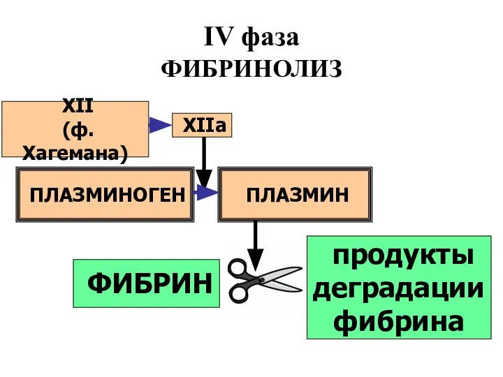 IV фаза ФИБРИНОЛИЗ ФИБРИН XII (ф. Хагемана) XIIа ПЛАЗМИНОГЕН ПЛАЗМИН продукты деградации фибрина