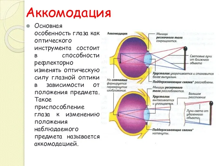 Аккомодация Основная особенность глаза как оптического инструмента состоит в способности рефлекторно изменять