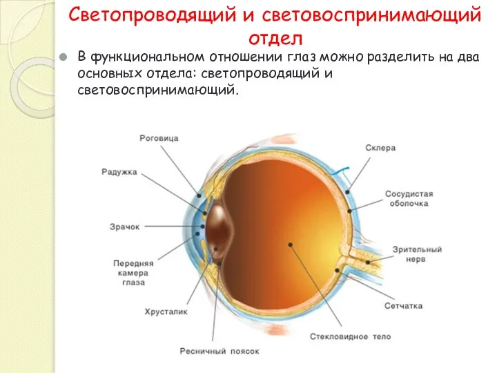 Светопроводящий и световоспринимающий отдел В функциональном отношении глаз можно разделить на два